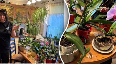 Как заставить орхидею цвести месяцами: простой домашний рецепт