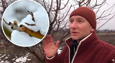 Може коштувати врожаю: що категорично не можна робити після оледеніння