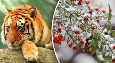 Китайський гороскоп на завтра 18 лютого: Тиграм - скандали, Півням - неприємності