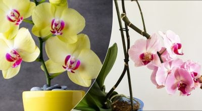 Орхидея Орхидея