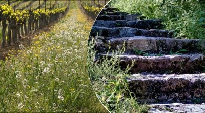 Сорняки Сорняки