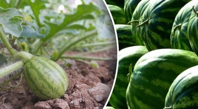 Кавуни та дині будуть більшими за м'ячі: що посадити поруч