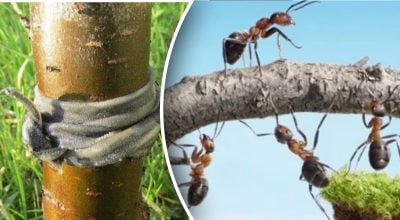 Як відлякати шкідників?