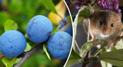 Китайский гороскоп на завтра