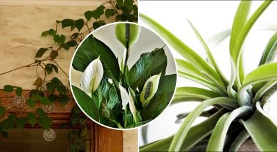 Кімнатні рослини Кімнатні рослини