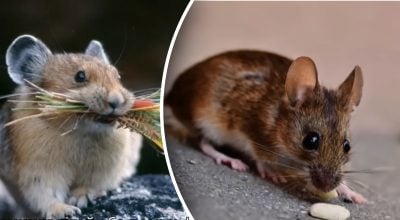 Мыши больше не вернутся: запахи, которые они не выносят