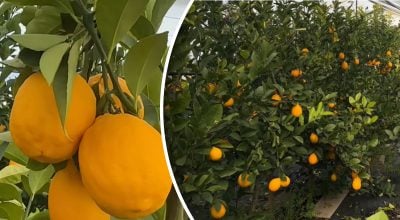 Як доглядати за лимоном?