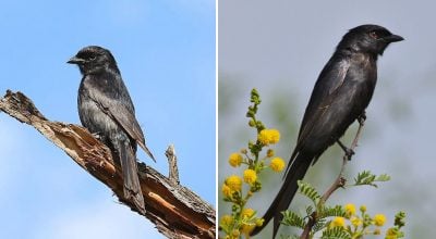 Вчені виявили унікального птаха‑маніпулятора: він бреше іншим тваринам задля вигоди