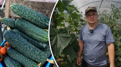 Сусіди питатимуть сорт: найвдаліші гібриди огірків