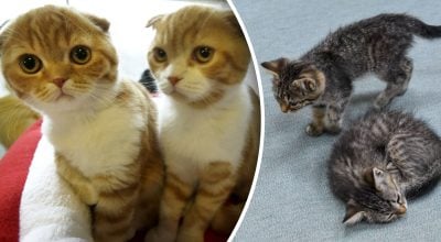 Як зрозуміти, що кіт нещасний — ветеринар розкрила десять маловідомих ознак