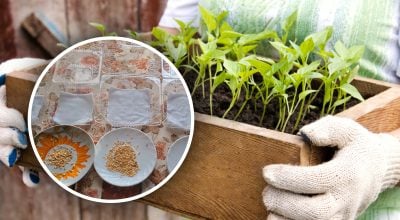 Проросте навіть старе насіння перцю – сільський метод, перевірений часом