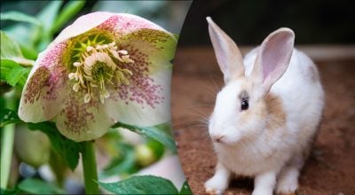 Китайський гороскоп на завтра