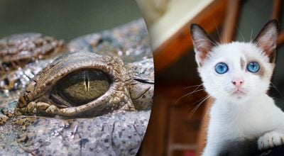 Почему у котов зрачки как у рептилий