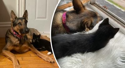 Вівчарка вперше побачила кошеня: господиня не була готова до її реакції