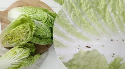 Що насправді означають чорні плями на пекінській капусті: чи можна її їсти