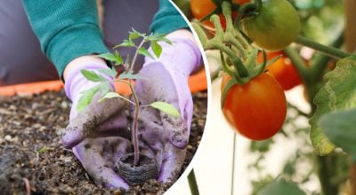 Помидоры Помидоры