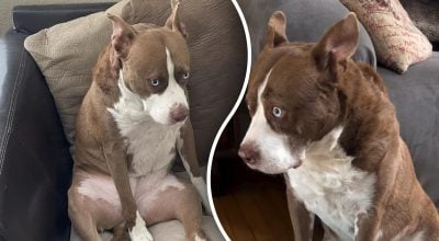 Девушка показала свою помесь питбуля и хаски: как выглядит собака