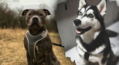 Помесь питбуля и хаски удивила пользователей соцсетей Помесь питбуля и хаски удивила пользователей соцсетей