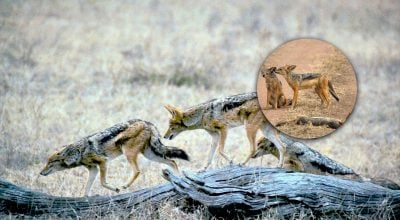 Опасные хищники распространяются по Украине: кто они и почему их все больше