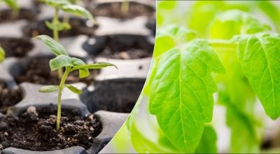 Розсада Розсада