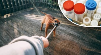 Девушка сделала ДНК-тест своей собаке: результат ее сильно удивил