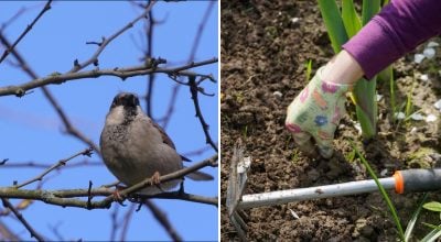 Весняні роботи в саду 