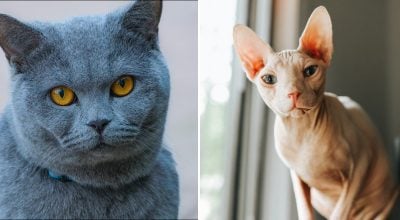 Від сфінкса до регдолла: яка порода кішок підходить кожному знаку зодіаку