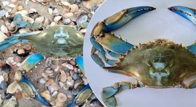 Узбережжя Одещини масово окупував блакитний хижак: яка загроза