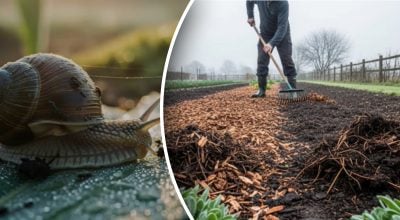 Як позбутися слимаків на ділянці? Як позбутися слимаків на ділянці?