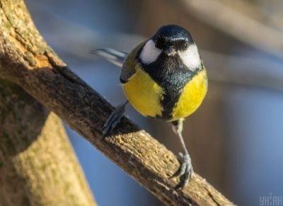 Долгожданное потепление и "плюс": в Тернополе резко изменится погода