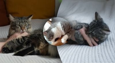 Чому кіт раптово кусає, коли його гладять: названо справжню причину