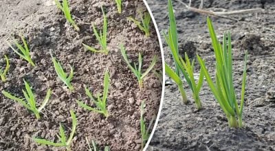 Что сделать с озимым чесноком весной: советы для большого урожая