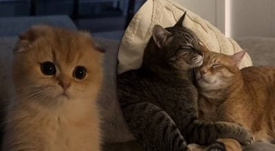 Зовсім не від щастя: вчені з'ясували, чому насправді коти муркочуть