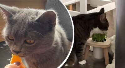 Какие продукты категорически нельзя давать кошкам: список удивит многих Какие продукты категорически нельзя давать кошкам: список удивит многих