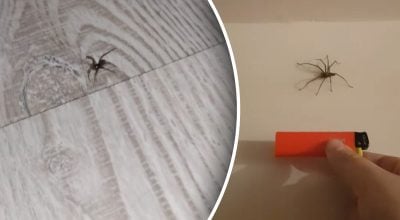 Як позбутися павуків раз і назавжди