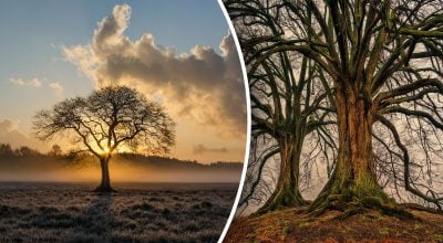 Пора спиливать или нет: как определить, умерло ли дерево