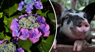 Китайський гороскоп на завтра 25 лютого: Козлам - безнадія, Свиням - страждання