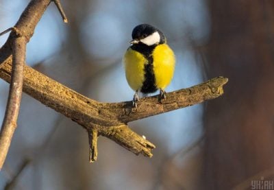 Нова хвиля потепління на Полтавщині: синоптики попередили про зміну погоди