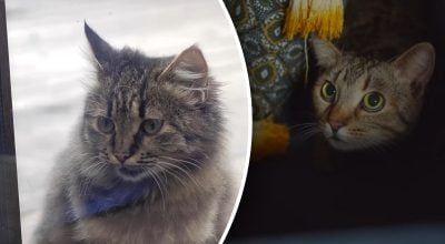 Чи сумує кіт без господаря – ось, що робить кішка протягом дня