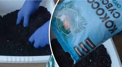 Як підготувати субстрат для розсади