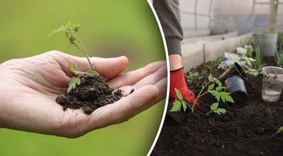 Посевной календарь на март 2026: точные даты для посева и посадки