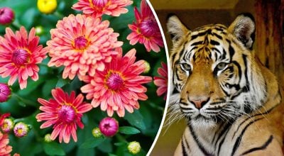 Китайський гороскоп на завтра 26 лютого: Тиграм - бунт, Драконам - конфлікти