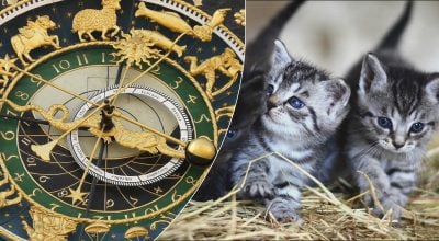 Головні "кошатники" за гороскопом: чотири знаки, які не можуть жити без муркотіння