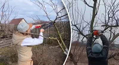 обрезка деревьев