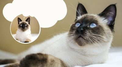 Про що думають коти: ветеринарка розкрила "план дня" кожного мурчика