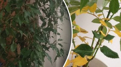 Чому опадає листя у квітів