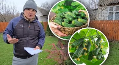 Огурцы Огурцы