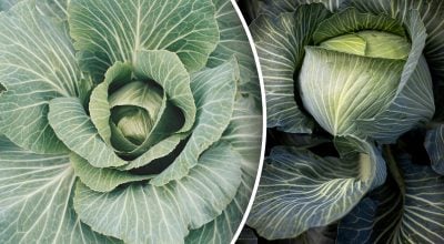 Що не можна садити біля капусти