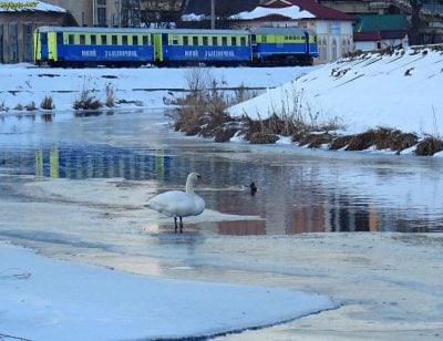 На Рівненщині вдарять нічні морози: синоптики попереджають про небезпеку