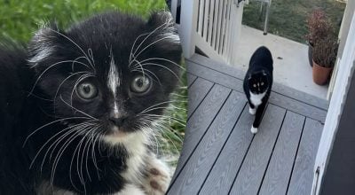 Кіт заходить додому тільки якщо будуть дотримані його "правила": що за умови